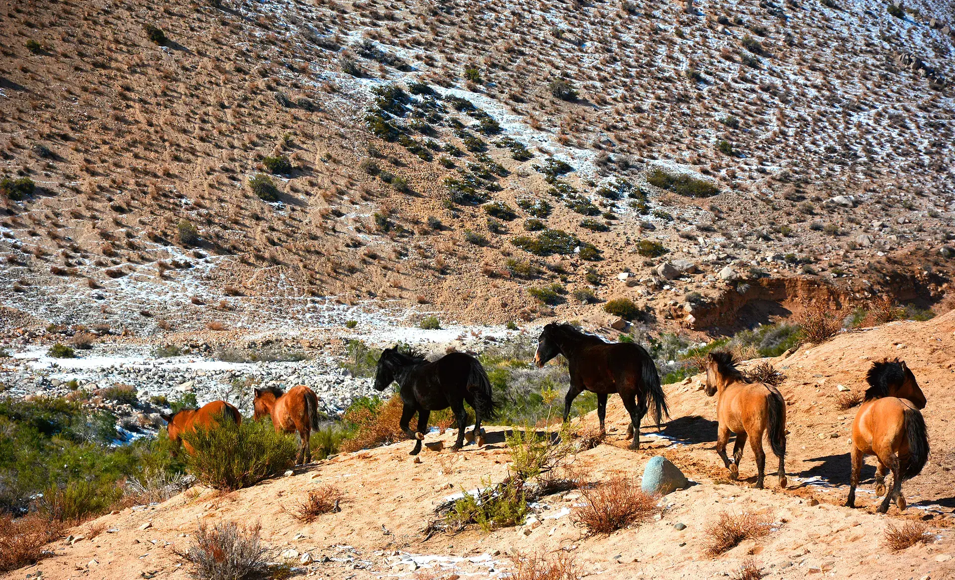 Horses around Casona Distante, Elqui Valley