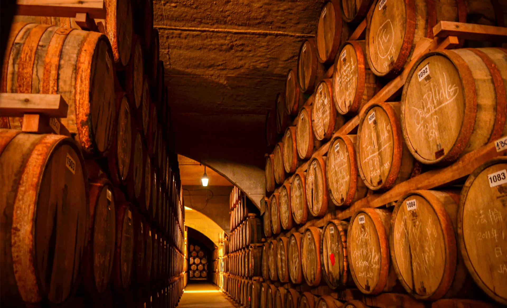 Pisqueras del Valle de Elqui, cerca de Casona Distante